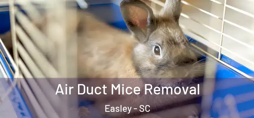 Air Duct Mice Removal Easley - SC